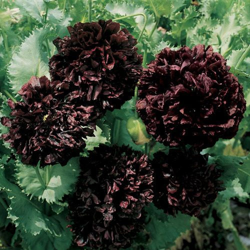 Poppy Seeds Peony Black Poppy