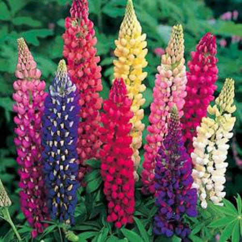 Lupine Seeds -  Russells Wildflower Seed