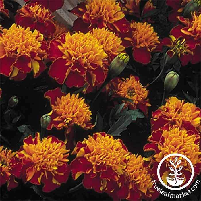 Heirloom Marigold Happy Spry Seeds