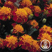 Heirloom Marigold Happy Spry Seeds