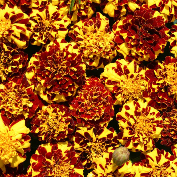 Marigold Mr Majestic