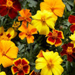 French Marigold Seeds Disco Mix Seeds