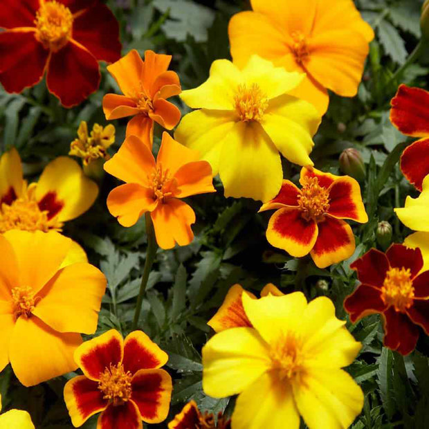 French Marigold Seeds Disco Mix Seeds