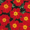 French Marigold Seeds Disco Mix Seeds