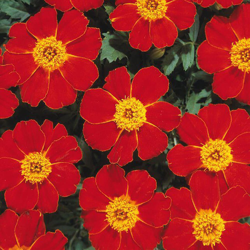 French Marigold Seeds Disco Mix Seeds