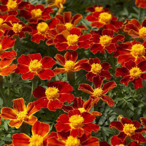 French Marigold Seeds Disco Mix Seeds