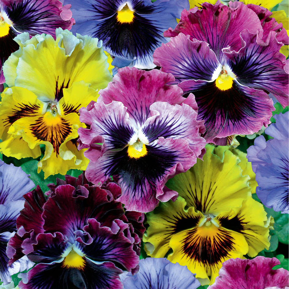 Pansy Seeds Pansies Frizzle Sizzle Mix