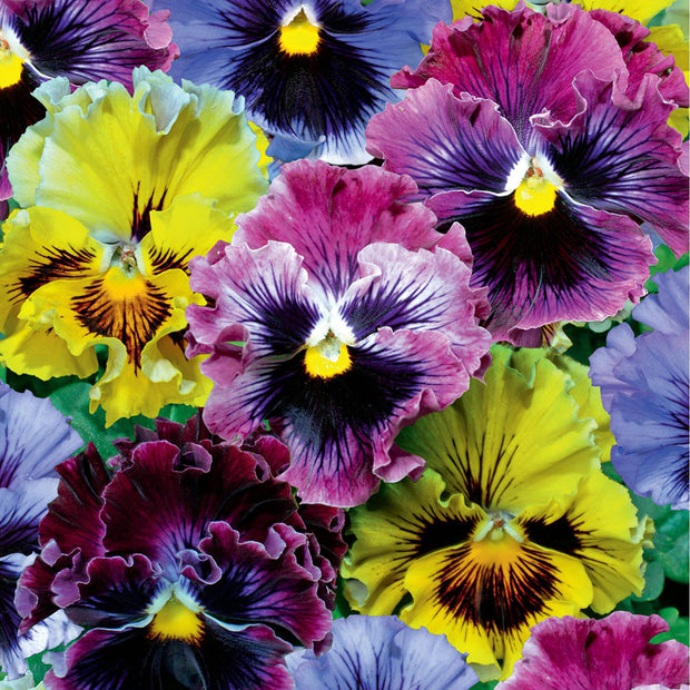 Pansy Seeds Pansies Frizzle Sizzle Mix