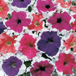 Petunia Seeds Petunia Frost Mix Pelleted Seeds