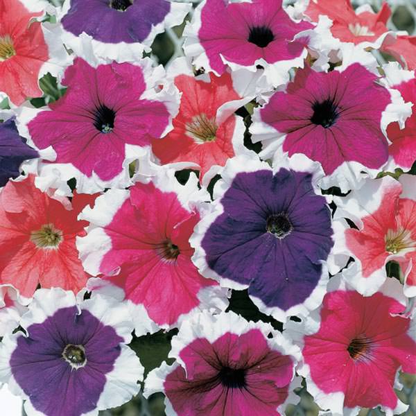 Petunia Seeds Petunia Frost Mix Pelleted Seeds