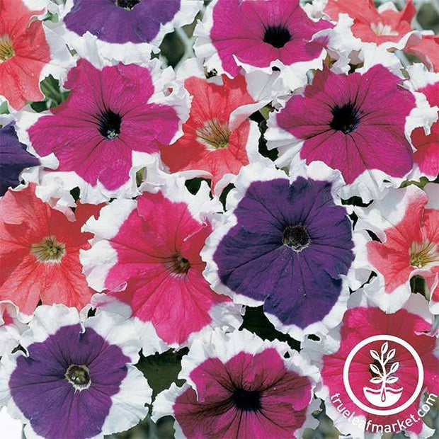 Petunia Seeds Petunia Frost Mix Pelleted Seeds