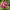 Petunia Seeds Petunia Frost Mix Pelleted Seeds