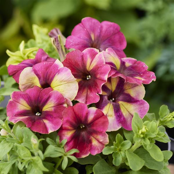 Petunia Seeds Petunia Frost Mix Pelleted Seeds