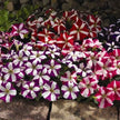 Petunia Star Multiflora Seeds