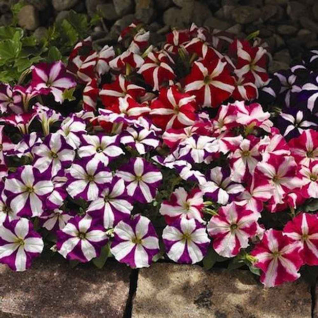 Petunia Star Multiflora Seeds