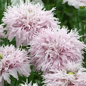 Lilac Pompon Poppy Seeds