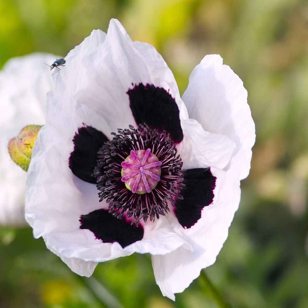 Poppy Seeds Oriental Checkers
