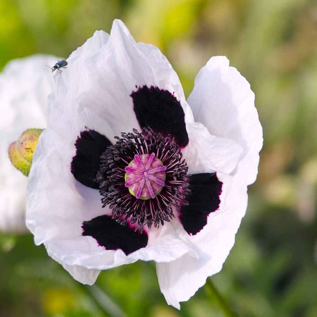 Poppy Seeds Oriental Checkers