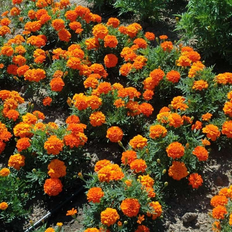 Bonanza Deep Orange Marigold Seeds