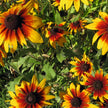 Gloriosa Daisy Rudbeckia Hirta Seeds
