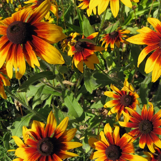 Gloriosa Daisy Rudbeckia Hirta Seeds