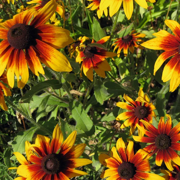 Gloriosa Daisy Rudbeckia Hirta Seeds