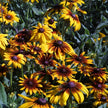 Gloriosa Daisy Rudbeckia Hirta Seeds