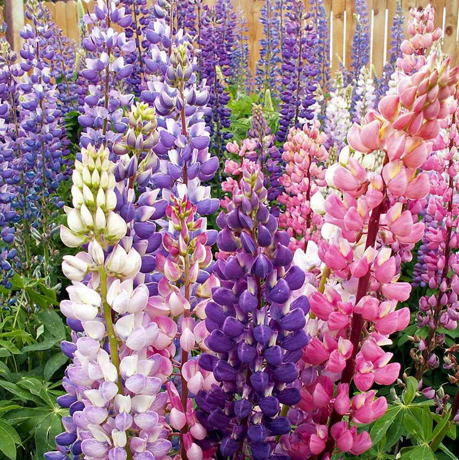 Lupine Seeds -  Russells Wildflower Seed