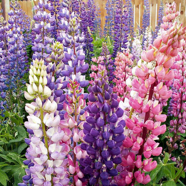 Lupine Seeds -  Russells Wildflower Seed
