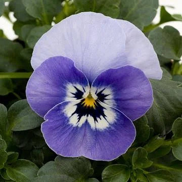 Viola Seeds Admire Marina Seeds