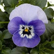 Viola Seeds Admire Marina