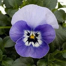 Viola Seeds Admire Marina
