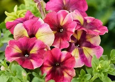 Petunia Seeds Petunia Frost Mix Pelleted Seeds