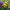 Pansy Majestic Giants II Mix