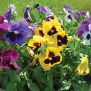 Pansy Majestic Giants II Mix