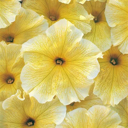 Petunia prism sunshine Seeds