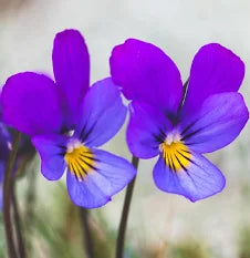 Viola Seeds  King Henry seeds