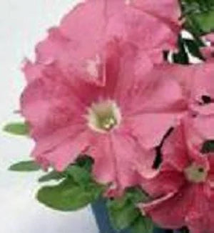 Petunia Salmon Dreams