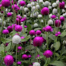 Gomphrena Seeds  Seeds Purple and White mix