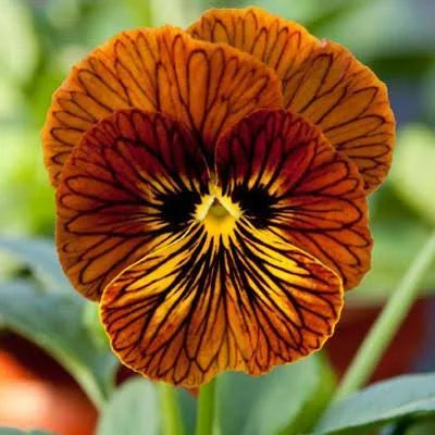 Viola Seeds Angel Tiger Eye Red Flower Seeds