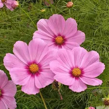 Gloria Cosmos Seeds
