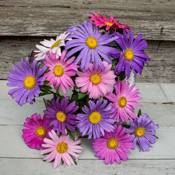 Aster Seeds Single Rainbow Mix China Aster Seeds