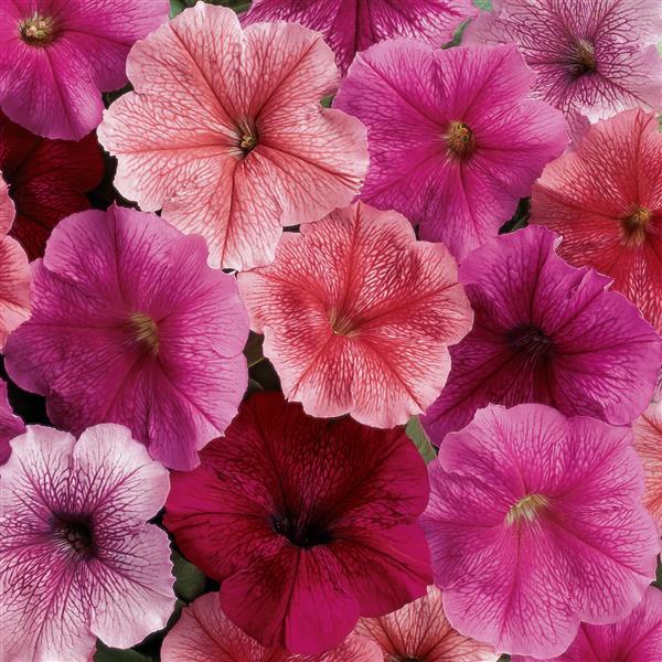 Petunia Seeds Petunia Madness® Just Mix